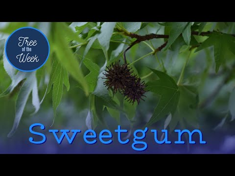 Tree of the Week: Sweetgum