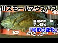 【川スモールマウスバス】あの場所が本当に激熱スポットか検証した結果・・・