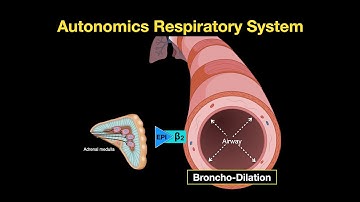 Autonomics of the Respiratory system