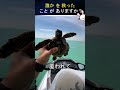 この男性は助けを必要としている小さな亀を見つけました。