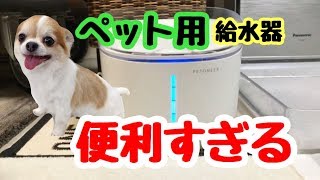 チワワに最新のペット用給水器を買いました。超便利♪