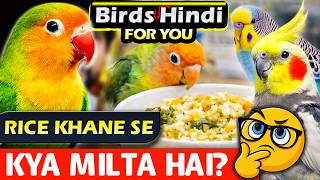 How We Feed Soft Food & Rice to Cockatiel, Lovebird & Budgies | Healthy Bird Diet | Hindi for You screenshot 3