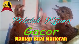 Pelatuk Kijang Gacor Buat Masteran #HF-0005