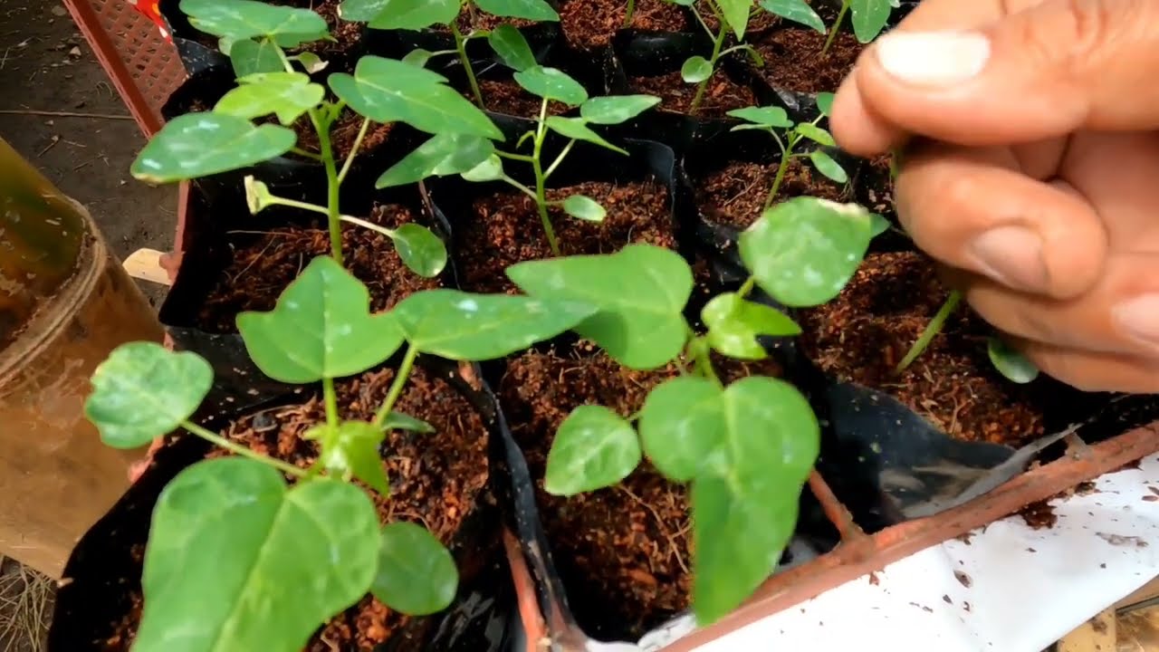 PAPAYA SEEDLINGS PAANO ANG PAGLIPAT AT PAG ALAGA  / TIPS KUNG PAANO MAPAPAGANDA ANG PUNLANG PAPAYA