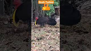 Australian Bush Turkey 🦃 building a Nest 🪺 💚💛