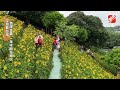 【空拍看台灣】彰化虎山巖金針花季登場 30萬朵一日美人齊放