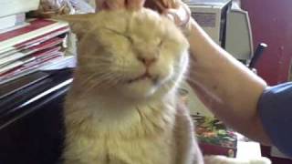 Ask The Cat Doctor Reality Video Series Segment 8 Orange Tabby Question by Ask the Cat Doctor 2,881 views 14 years ago 2 minutes, 40 seconds