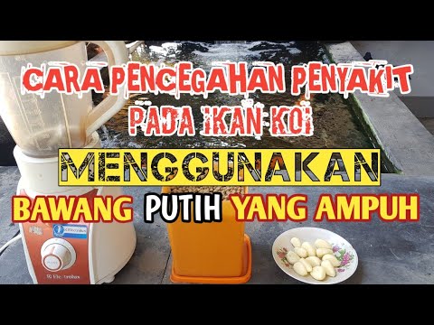 Menyembuhkan Ikan Koi Sakit Menggunakan Bawang Putih Menyembuhkan Ikan Koi Sakit Menggunakan Bawang Putih