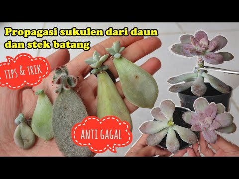 Video: Menyebarkan Sukulen Haworthia: Pelajari Tentang Rooting Tanaman Haworthia