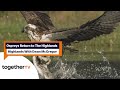 Ospreys return to the highlands for spring | Highlands With Ewan McGregor | Together TV