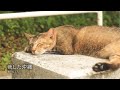 和 -なごみ- 我した沖縄【Music Video】