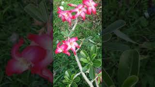 bungabungakambojafolowerflowervidioshortfypsubscribelikebeautifulsoundviralnature