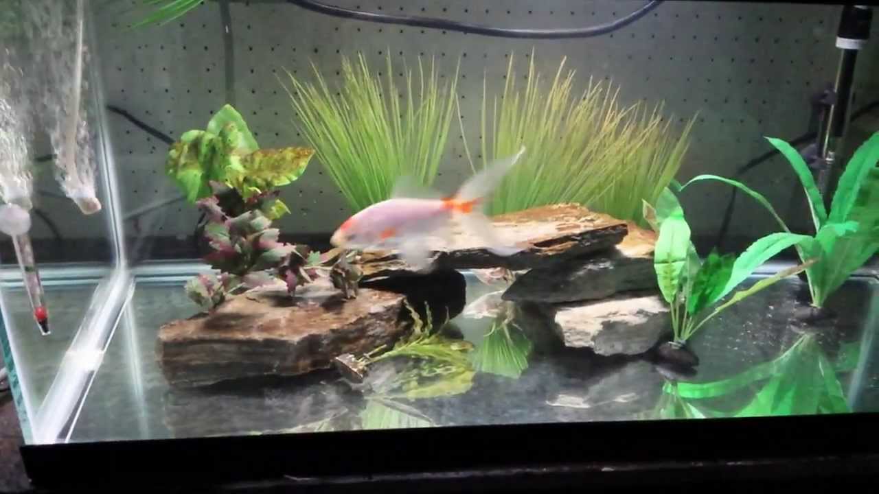 comet goldfish aquarium