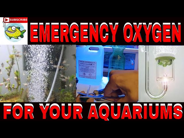 aquarium oxygen emergency checklist