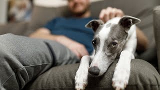 How to Exercise Your Whippet: A Guide to Keeping Your Sighthound Healthy and Happy