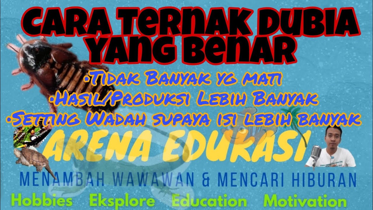 Budidaya Kecoa Dubia. Cara Ternak Kecoa Dubia yang benar supaya omset