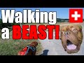 🐕WALKING A SLOBBERY BEASTLY DOG!