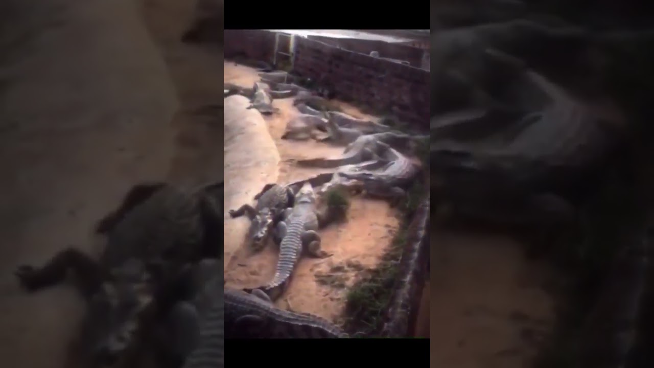 1 Chicken VS 20 Crocodiles. 