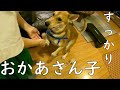 ワンジローを取り戻す！