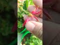 gulab k poudha ko Tej dhup Mey keysea rakhen #plant #gardening