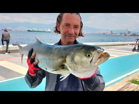 Canavar balık kofana . Çupra ve istavrit katillerinin sürü başlarından birini eksilttik.