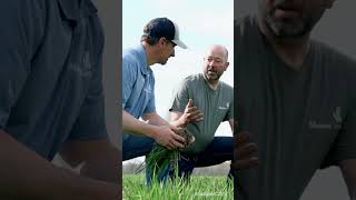 Missouri Corn: Edge of Field Research Project