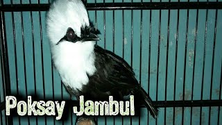 Suara Pikat Mp3 Burung Poksay Jambul Sumatra Burung Silopak