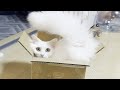 ネコが箱に入る瞬間集めてみた