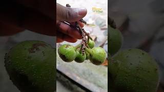 Fresh Village Fig Harvest | How to Cut Fig Properly