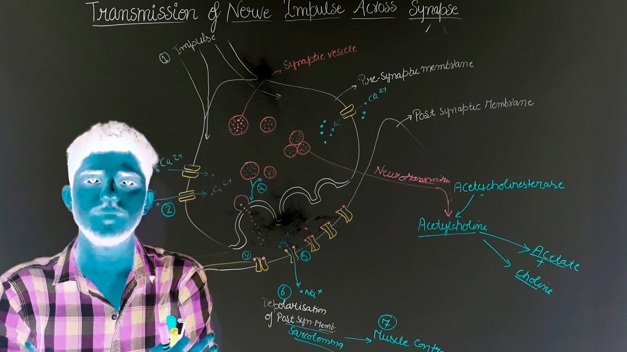 Transmission of nerve impulse across synapse//biology class 11th - YouTube