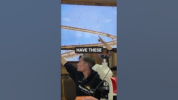 Dragonfly Wing Under the Microscope