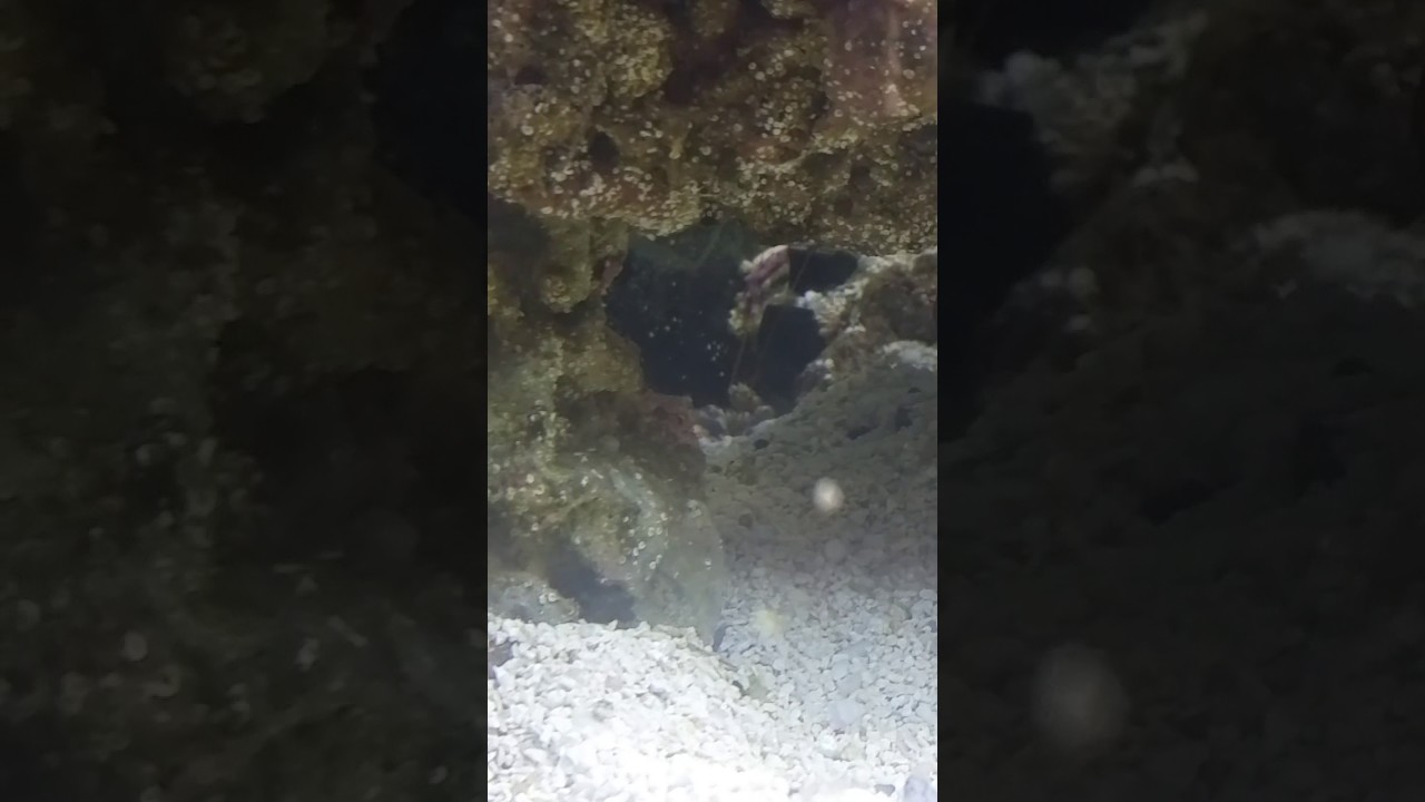 video editing software free Goby n pistol shrimp bond,