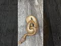 Banana Black Pastel Het Clown Female Maker