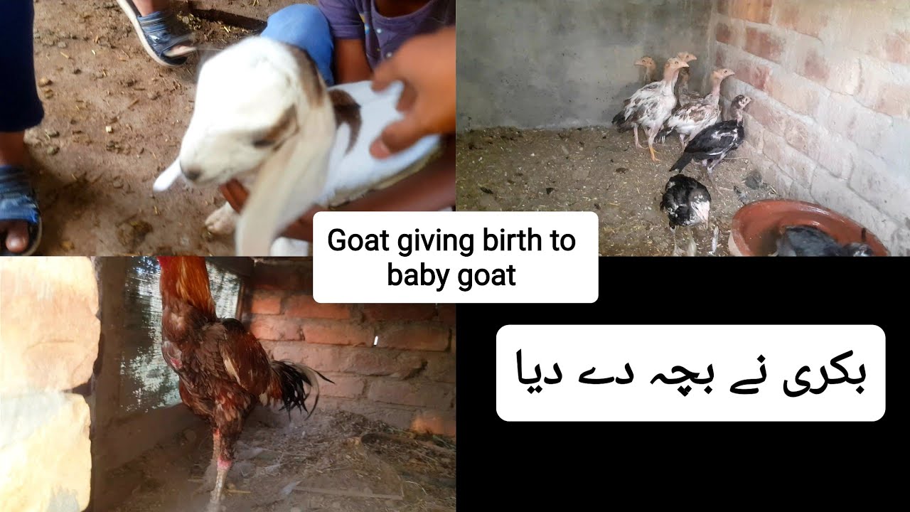 Goat Giving Birth To Baby Goat Name Bhi Soch Lia YouTube goat-giving-birth-to-baby-goat-name-bhi-soch-lia-youtube