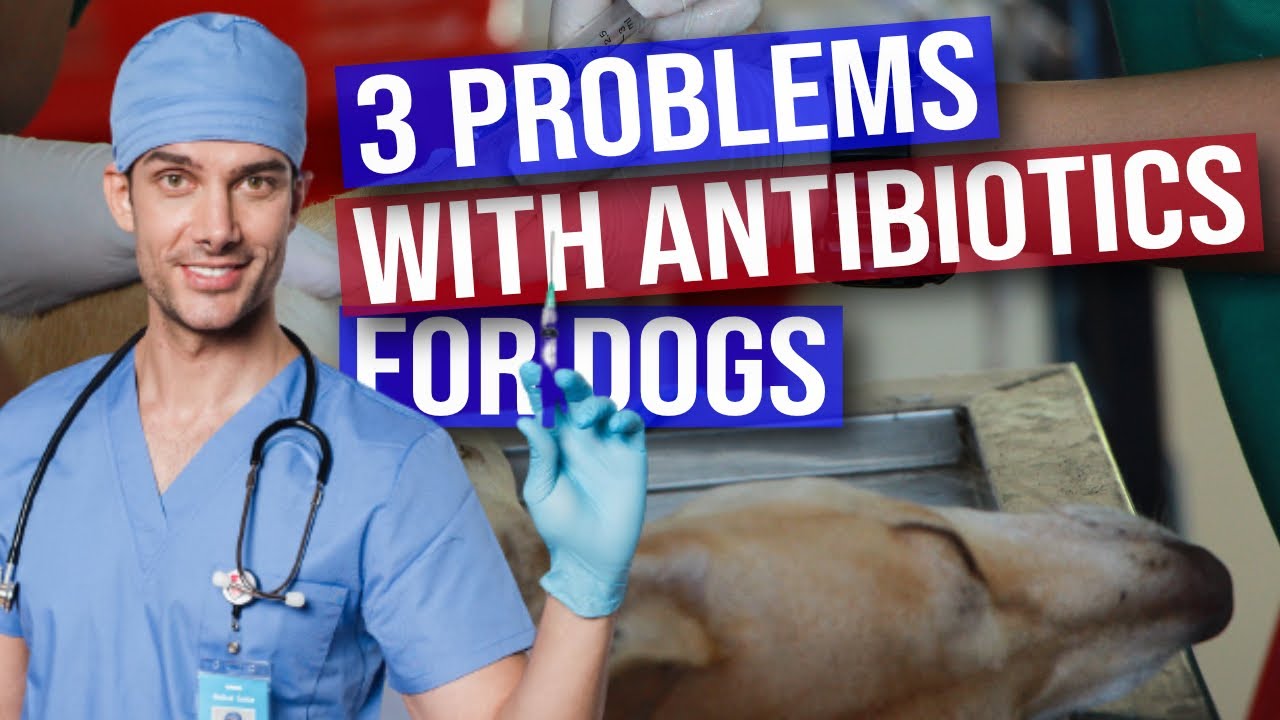 3 Problems With Antibiotics For Dogs