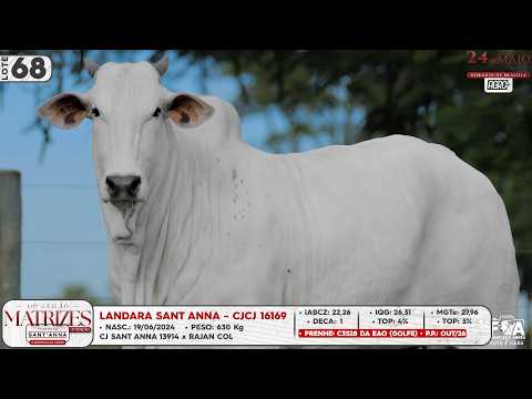 LOTE 68   CJCJ 16169