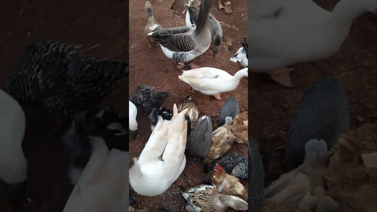 الإوز المشاغبة😂🦢🇲🇦💪