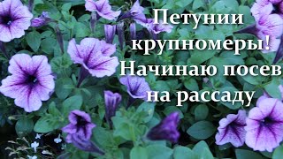 Такие петунии украсят любой сад! Выбираем ампельные петунии.Как правильно посеять петунии на рассаду