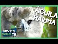 El ave de presa más grande del mundo🦅 ¡La impresionante Águila Harpía! | Hospital Animal TV