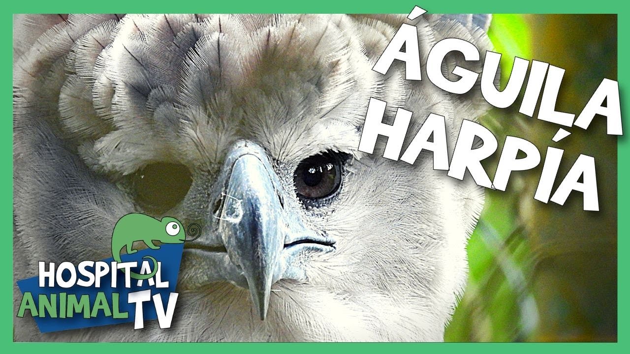 El ave de presa más grande del mundo? ¡La impresionante Águila Harpía! |  Hospital Animal TV - YouTube