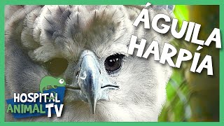 El ave de presa más grande del mundo🦅 ¡La impresionante Águila Harpía! | Hospital Animal TV