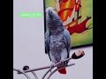 African Grey Parrot sings Jaan Jaan Pakistan  #Shorts #africangrey #tiktokparrot #talkingparrot