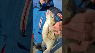 Ось такі лящі клюють на Зеленому  #рыбалка #verguntv #vlog #fishing #фидер #лещь #рыба