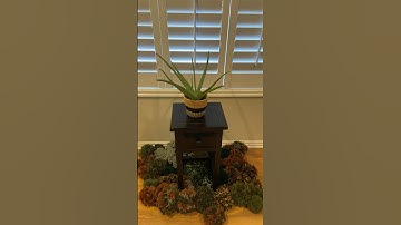 full video on my channel with more info about the pom pom/ moss ball rug :) #crafts #yarn #moss