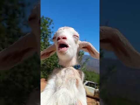 حرامي حرامي معزة معزة صغيرة خاروف العيد  الحرامي الغبي اغبى حرامي