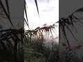 Atardecer en el Parque Natural de la Albufera (Valencia, Spain)