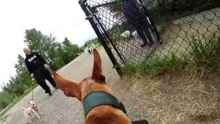Phoebe's friend Levi tests out the GoPro Hero at Magnuson Park Dog ...