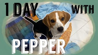 ใครบอกว่าบีเกิ้ลดื้อ ไม่จริ๊งงง ใครอยากเลี้ยงบีเกิ้ลต้องดู!! | Pepper the beagle