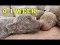 Relax Watching Beautiful Puppies Grow From Birth To 1 Week