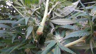 Sweet Salazar trichome check-up